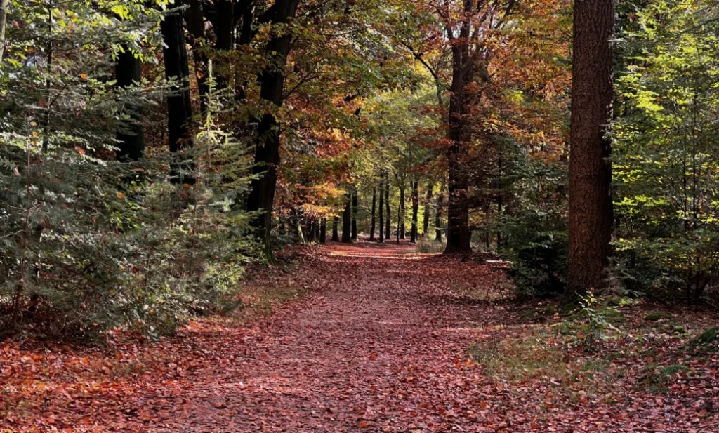 Ammoniakdepositie in het bos: paper 1 maart 2025 toont aan: lagere droge depositie en grote onnauwkeurigheid.
