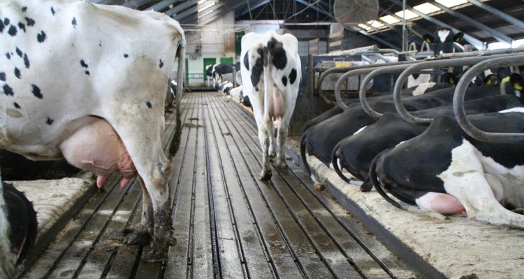Proefboerderij De Marke laat forse reductie van ammoniakemissie zien: -57% in vijf&nbsp;jaar